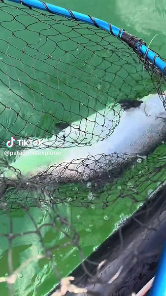 Patagonia Explorer chile (@patagoniaexplorer) - En el patio de la casa