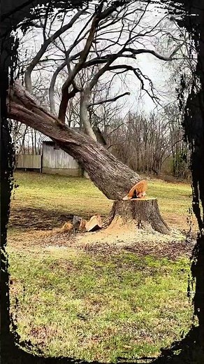 🌳Fallen tree using a chainsaw