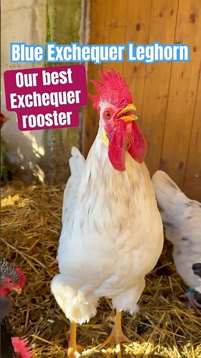 Checking in with the Exchequer! Our rooster of the blue-white Exchequer Leghorn chicken crowing