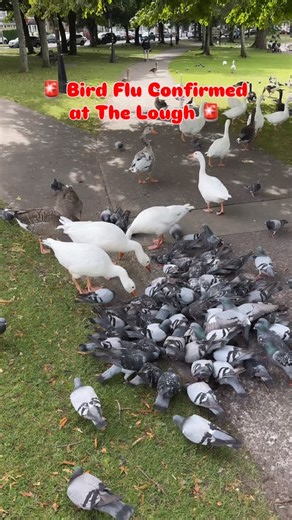 20K views · 142 reactions |  Bird Flu Confirmed at The Lough  Cork City Council has confirmed avian flu in the area. Visitors are being urged not to touch sick or dead birds and to keep dogs on a lead while walking around The Lough閭 #thelough #cork #corkcity #corknews #corkdaily . This video is from a few weeks ago | Cork Daily | Facebook