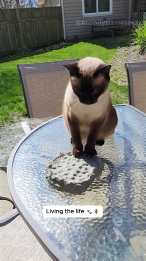 This Cat is Living His Best Life With an Outdoor Pottery Studio! ☀️🏺
