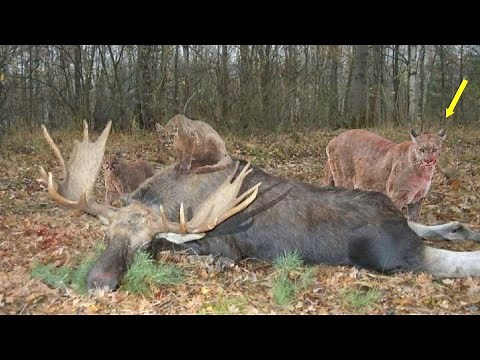 Rare Footage of a Mountain Lion Hunting. This Cat Surpasses the Lion and the Tiger In Hunting.