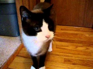 Snowshoe cat meows