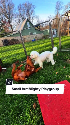 🐾 Puppy Playgroup in Action 🎉 Nothing beats structured puppy socialization! Today’s playgroup featured three adorable personalities learning how to communicate, build confidence, and practice appropriate play: • Sadie — a five-month-old weenie dog with lots of personality • Flurry — an eight-month-old Maltese working on calm interactions • Butters — a two-month-old Goldendoodle soaking in all the new experiences Playgroups like this aren’t just about fun (although there’s plenty of that). They