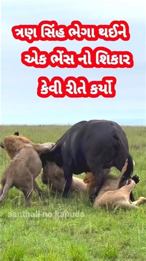 ત્રણ સિંહ ભેગા થઈને એક ભેંસ નો શિકાર કેવી રીતે કરે છે ?|| #shorts #animals #shortvideo #lion#buffalo