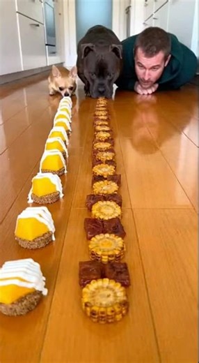 Dog vs Chihuahua Quick Snack Clash ⚡#dog #chihuahua #eatingchallenge #funny #pets