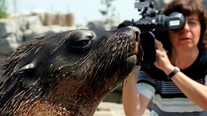 Alle Videos zu "Seehund, Puma & Co." | Seehund, Puma & Co.