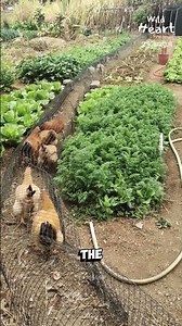 The Chicken Tunnel Hack