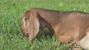 Nubian baby goat grazing at pasture at sunny summer day. rural farm life