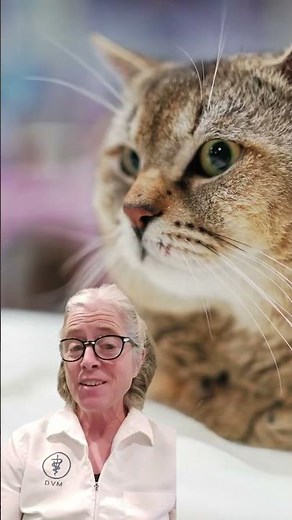 Cat Peeing Blood? 4 Causes You Need to Know