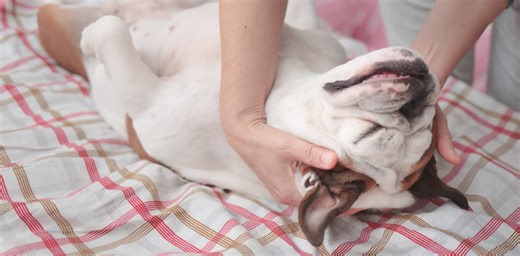 Dogs are helping people regulate stress even more than expected, research shows
