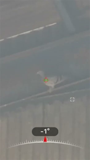 feral pigeons with fx impact m3 #hunting #fx #FX #airguns #Hik