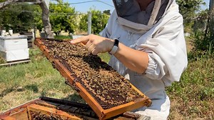 6.8K views · 68 reactions | How To Mark A Queen Bee!  #california #bees #queenbee #beekeeper #beekeeping #nature #insects #animals | California Bee Company | Facebook