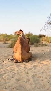 36K views · 224 reactions | Male_and_female_camel_ Male_is_enjoying_#video_#shorts Female camel sounds #shortsviral. Camel_is_eating_a_beautiful_tree_of_desert_Tharparkar. Camel_eating_a_beautiful_tree_of_tharparkar_desert #camel #tharlovr #Camellife #reelsypシ Camel Life #Camellife #shortsviral #camel # tharlovr #reelsypシCamel Life #fbreelsfypシ゚viralシ #fb #fbreelsfypシ゚viralfbreelsfypシ゚viral #fbpost | Camels Vilog Pakistan | Facebook