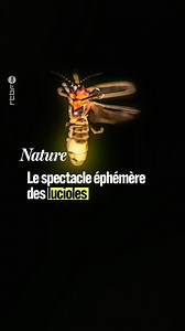 C’est la période des lucioles ! 🧚‍ Vous pouvez observer ces insectes luminescents là où il y a des herbes hautes, de l’humidité et de l’ombre, à la tombée de la nuit. | RTBF Info