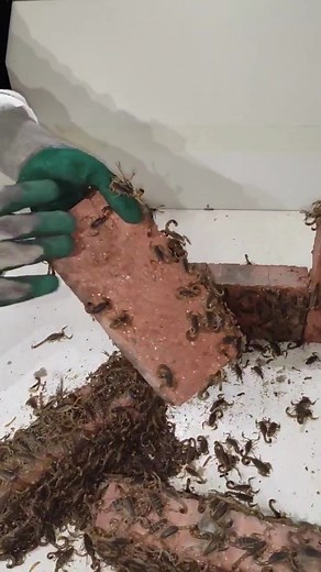 Interacting with Cockroaches on Brick Surface
