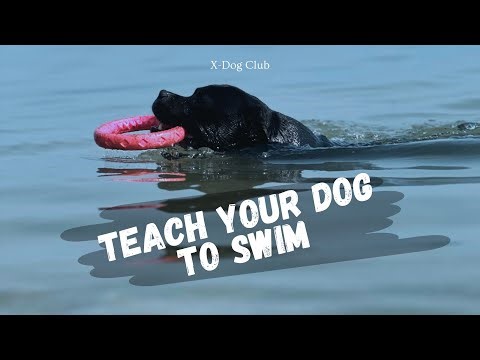 How to teach a dog to swim
