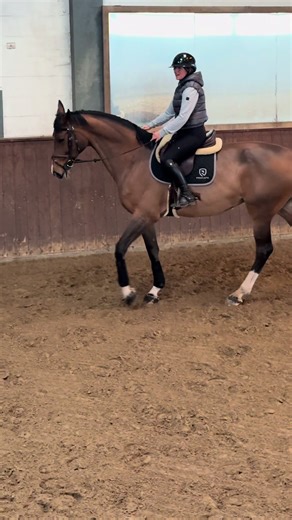 Equestrian Life Insights: A Day with My Horse