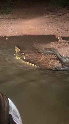 Exploring the Life of a Large Crocodile in Nature