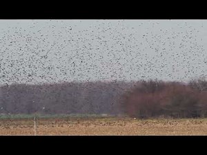 A huge flock of starlings on migration and a buzzard that accompanies it in the hope of opportunitie
