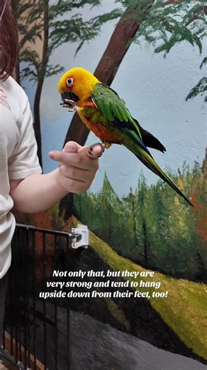 Happy the Jenday Conure!