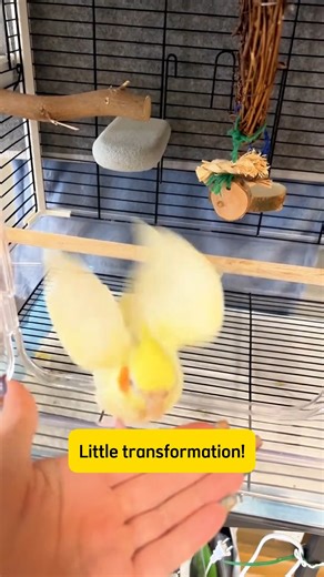 Avian on Instagram: "Sound designed for a parrot’s auditory nervous system 🧠 #parrotlife #lovebirds #trending #cuteparrot #reelsinstagram #bird #parrotsofinstagram #viralvideos #parrotlover #parrot #pettok #mypet"