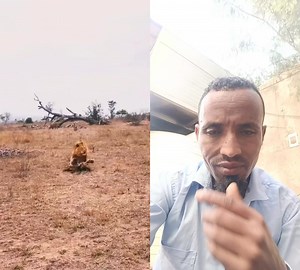 716K views · 3.2K reactions | Tokkicha Hunda Iyyisiisu #animals #lions #wildlife #fypシ゚ BBC News BBC News Afaan Oromoo Shaalloo Tokkicha Oromoo @highlight BBC Learning English | Shaalloo Tokkicha Oromoo | Facebook