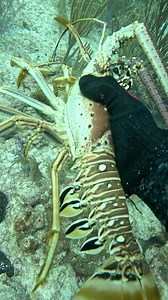 How We Catch Lobster in The Bahamas! #spearfishing #fishing | Ryan Myers