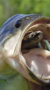 Dave Mercer | You guys asked for it well here ya go. This weeks full show upload is dedicated to all the shore anglers. Full show link in my bio. | Instagram