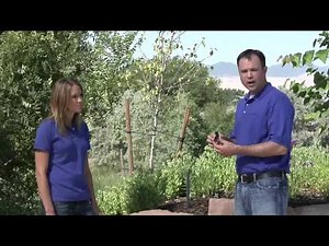Drip Made Easy - Converting a Spray Head