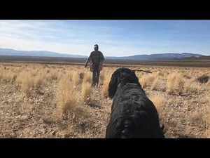 Training Hunts with Gordon Setters, Kendrew & Islay