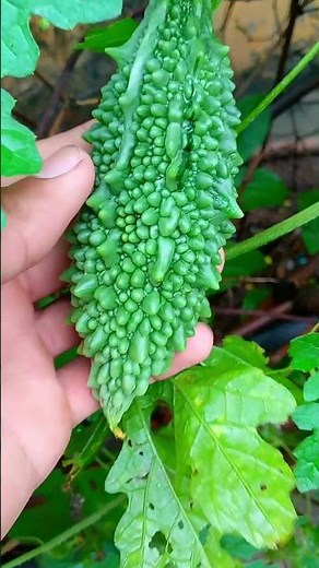 🌿 How to Grow Bitter Gourd from Seeds Fast