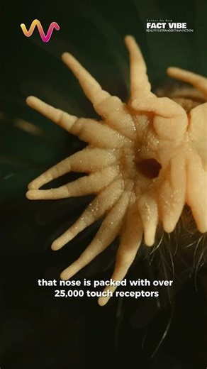 The Weird Mammal With a Nose Like an Octopus #animals