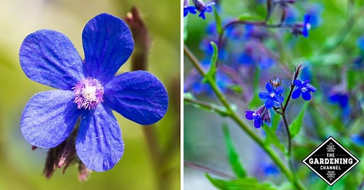 How to Grow Anchusa (Anchusa Azurea, Dropmore Flower, Italian Bugloss) - Gardening Channel