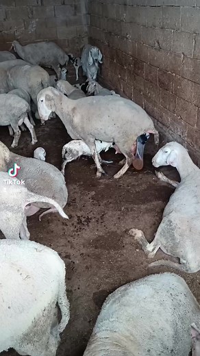 Ewe Nursing Her Lambs in Rustic Barn Setting