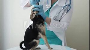 Veterinary dog teeth cleaning in the pet clinic, the vet doctor with a toothbrush sanitizes the puppy's mouth