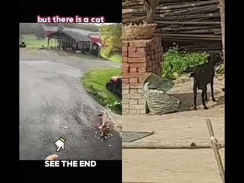 fox catching chicken &save dog#animal fight 😋 #
