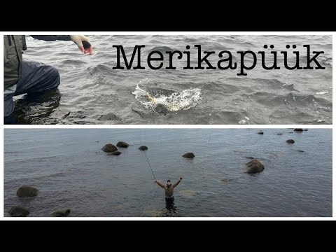 Meriforelli püük kaldast - lõpuks sai nullitamine läbi!