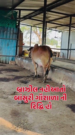 first timer gir cow udder like brazil | small age gir cow High milk delivar baby#short#cow#trending