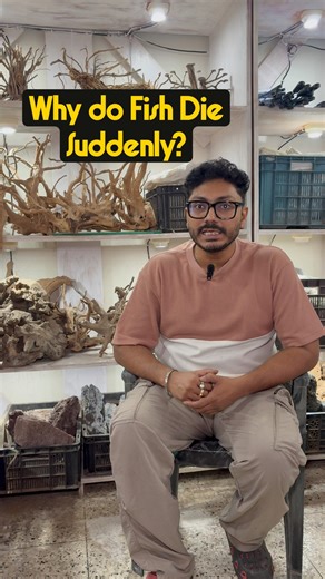 Ask Ritam. Episode 1. Why do Fish Die Suddenly? Explained in Detail. Like and Share for more such Educational videos. Comment topics that you want us to make videos on. Our Shop Representatives are here to help you with placing order on calls and provide stock video. *Calling Numbers* Mr Anirban (Store Manager): 7278792361 Mr Subho (Customer Relations): 8697093364 Mon to Sat 1.30pm to 9.30pm | That Fish Place
