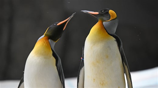 Emperor penguins added to endangered species list due to sea ice loss