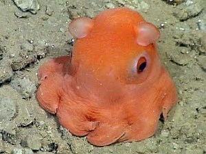 Finding Nemo Mr Ray's Encyclopedia Pearl