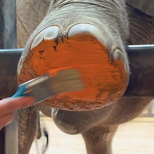 The Toledo Zoo on Reels