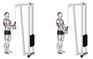 Cable Triceps Pushdown | Exercises