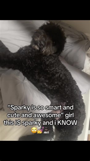 i think yall b forgetting that i, sparky, run this account 🙄 and girl i know im tea 🙄💁🏿💅🏿 #sparkydabest