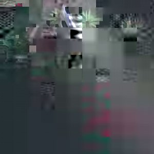 12K views · 269 reactions | Immortalized by a brush, this koi carp can live forever without water. The lifelike fish was actually painted by a Chinese artist with resin, a symbol of good luck. | China Plus Culture | Facebook