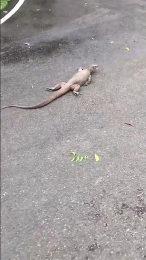 "Monitor Lizard: The Amazing Predator You’ve Never Heard Of!"