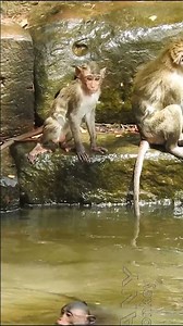 🐵 A group of monkeys play in the water happily #monkey #animals Angkor Them .