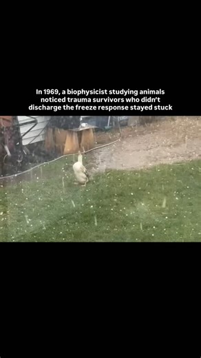 I Am Creation | Retreats & Events | Community | Podcast on Instagram: "Peter Levine observed wild animals after predator encounters. Something caught his attention: animals that escaped would shake, tremble, complete the interrupted fight or flight cycle. Then return to calm grazing within minutes. But animals that didn’t discharge the stored activation remained hypervigilant, skittish, unable to return to baseline. The freeze response, when left incomplete, becomes chronic activation. He studie