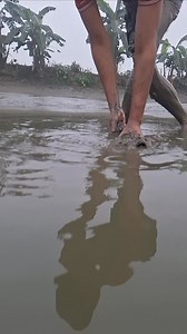 big fish | Unity Farm